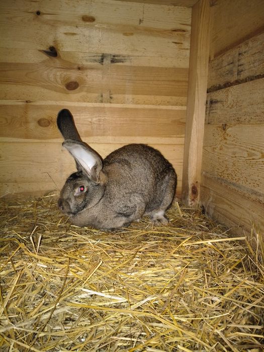 Sprzedam samca i samice olbrzym belgijski