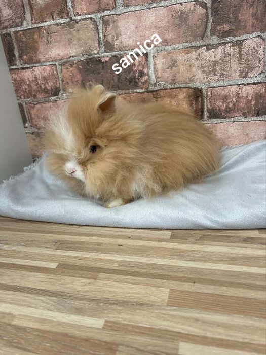 Króliczki karzełki Teddy mini króliki