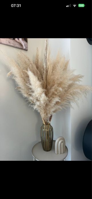 Trawa pampasowa, trawa do wazonu