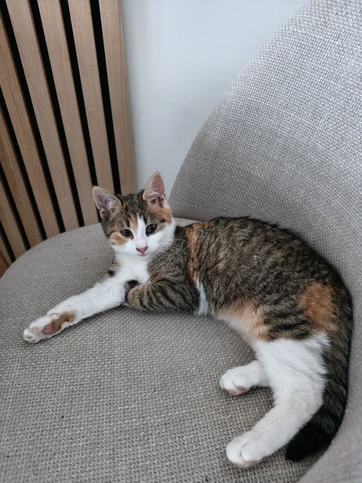 Чудова киця- дівчинка