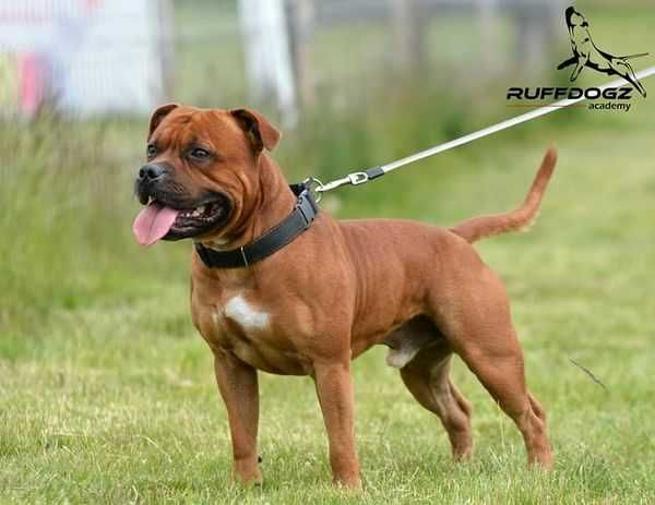 Szczeniak Staffordshire Bull Terrier, ZKwP