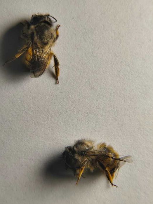 КОКОНИруфиКОРНУТИ осмії  опт від 1000 шт