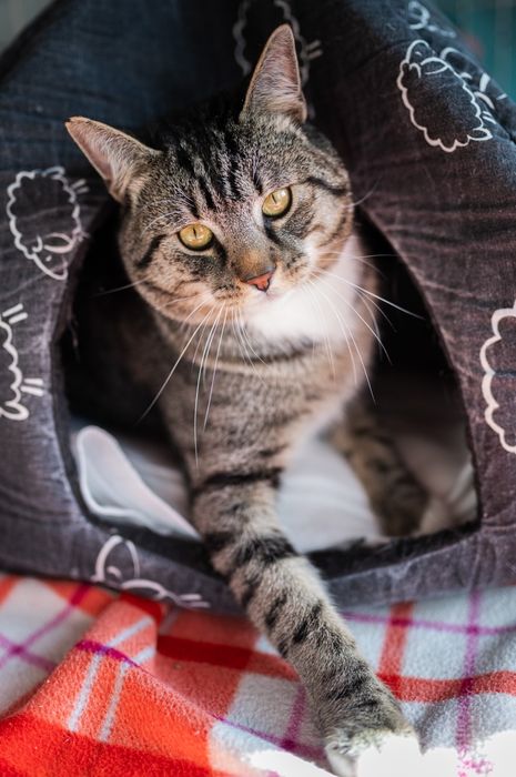 Koty do adopcji kotki