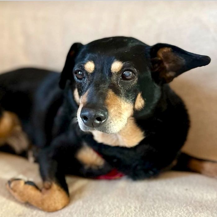 Ramzes prosi o szansę ...