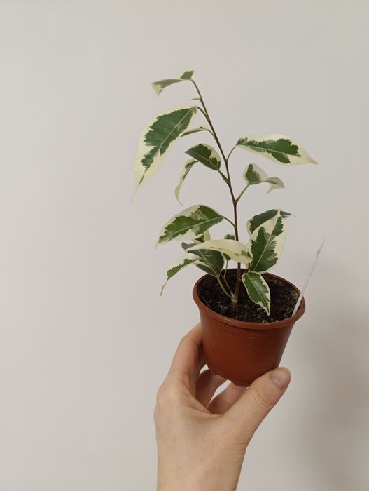 Фікус Де Гантель