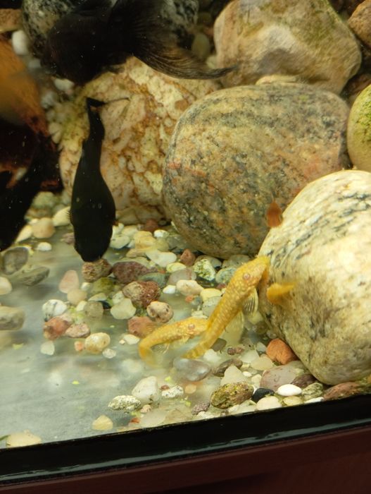 Glonojad albinos ancistrus zbrojnik