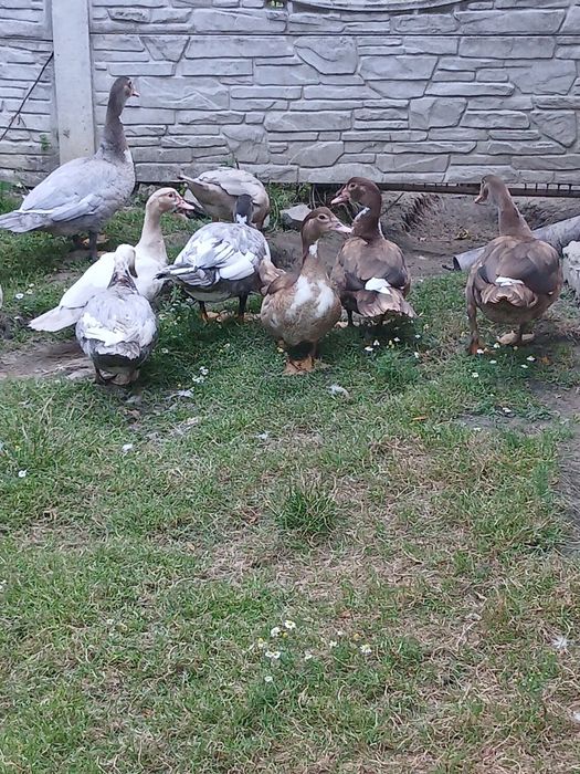 Sprzedam kaczki i kaczory mięsne