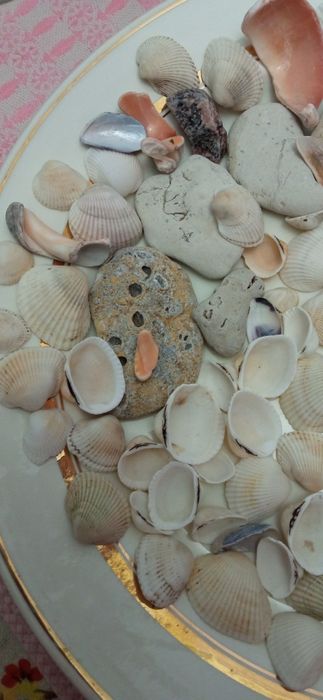 Морские ракушки и камешки