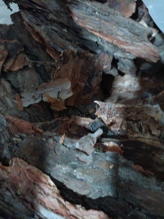 ДроКора декоративна я мешок сахарний