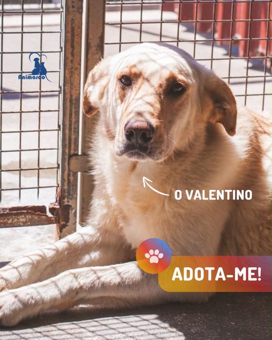 Valentino cão para adoção