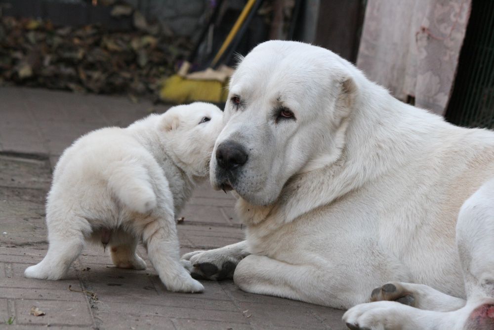 Среднеазит, среднеазиатская овчарка, Сао, алабай высокопородные щенки