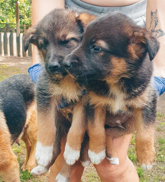 Отдам щенков,даром!!!