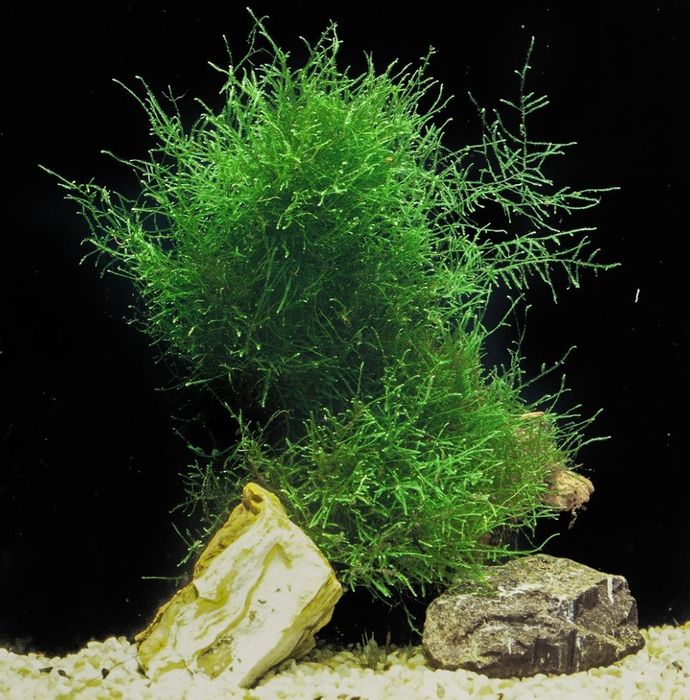 Kępka mchu Java Moss mech jawajski roślina akwariowa