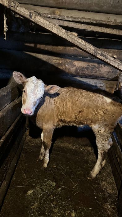 Молочне теля (2 місяці)