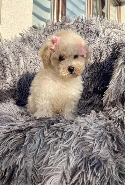 Chłopczyk Maltipoo Pudel Toy x Maltańczyk gotowy do nowego domu