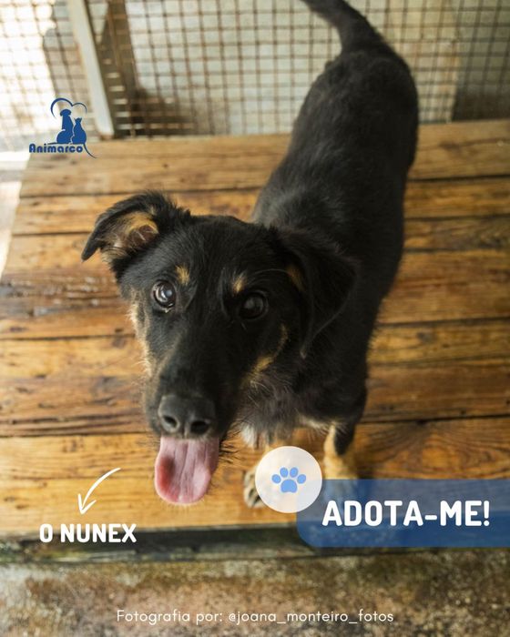 Nunex - cao porte medio para adoção