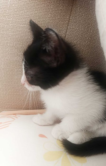 Gato bebé para adoção responsável