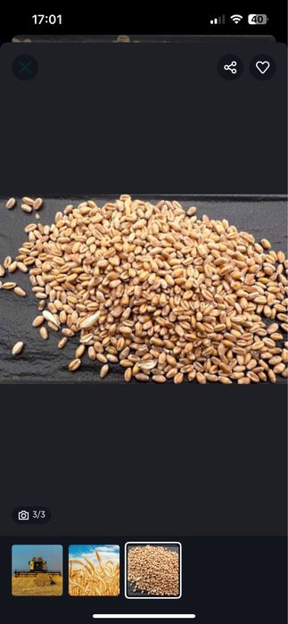 Пшениця Ячмінь Овес Зерно Зервоні культури