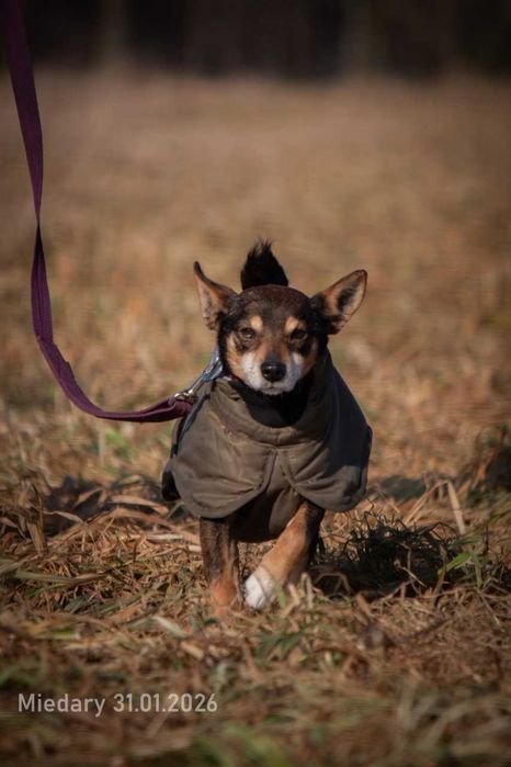 Edzio - miły, malutki piesek do adopcji.