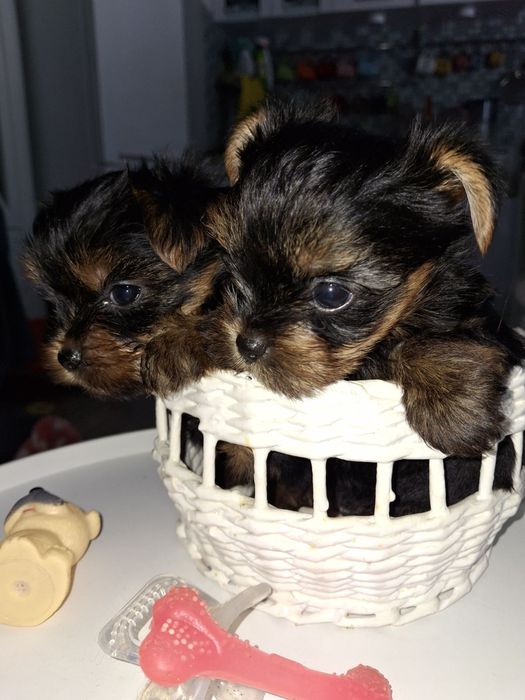 Срочно продам щенков Йорка.