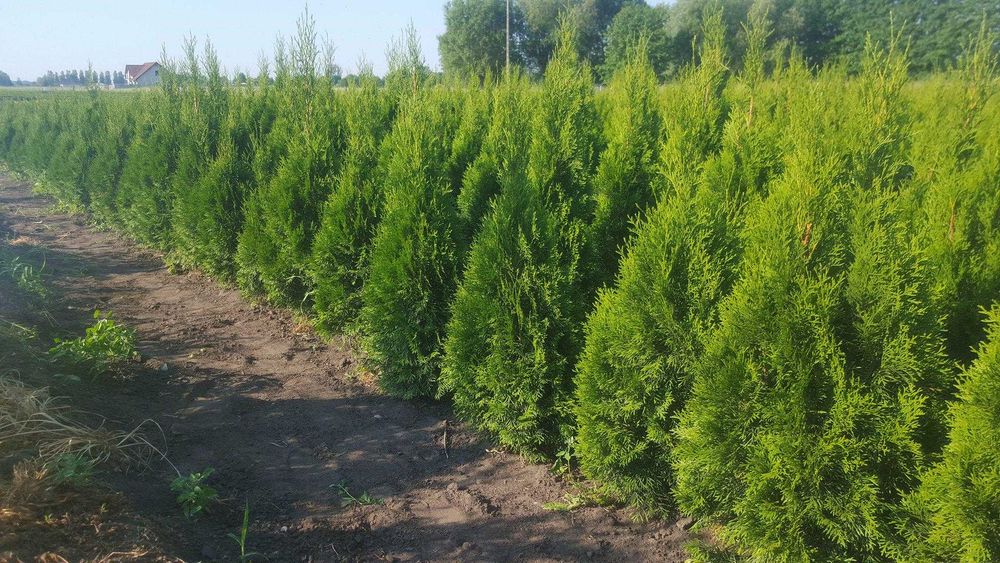 Tuja smaragd Gęsta Duża 100cm Polski Produkt Stożkowa