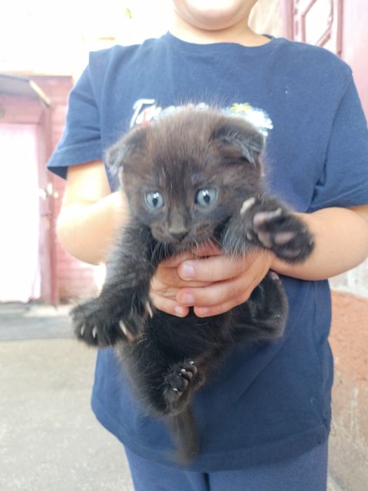 Котенок веслоухий мальчик