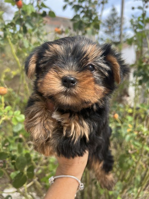 Yorkshire terrier femea  suoer top
