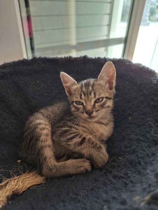 Gatas para adoção