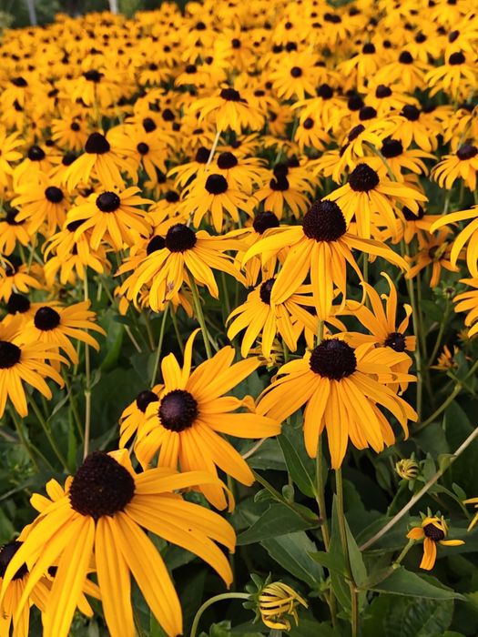 Rudbekia Błyskotliwa Yucon Gold