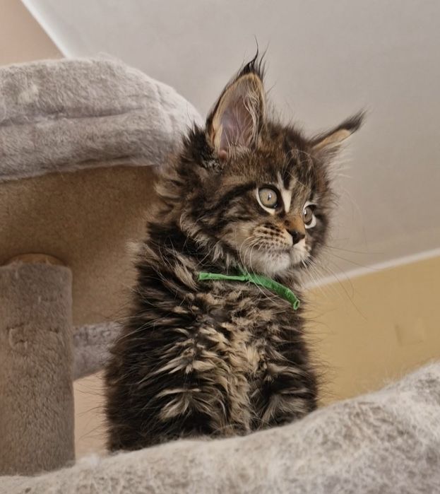 Gatinho Maine Coon com LOP