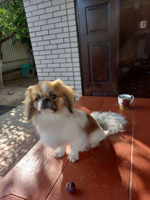 Продам Пікінесів