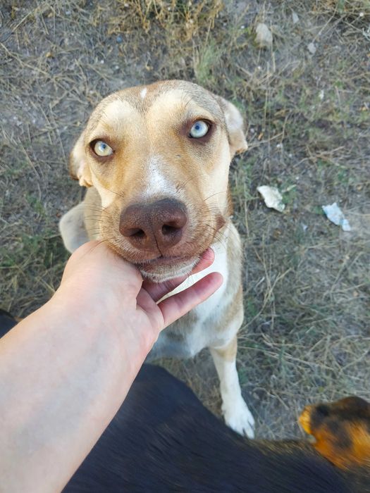 Отдам щенка,метиса- хаски, 10 мес.,сука, стерилизованная!