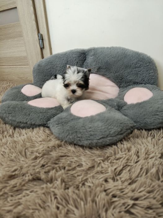 Yorkshire terrier biewer piesek