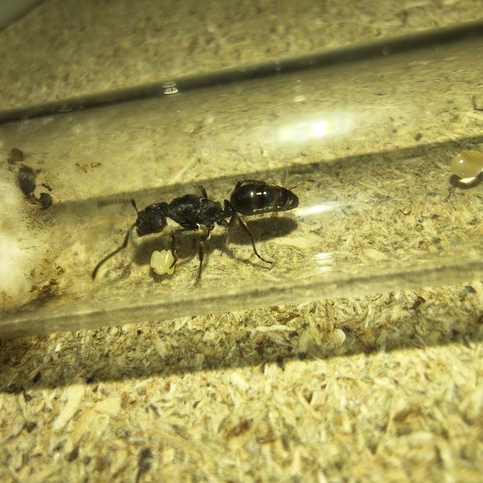 Królowa mrówek odontoponera denticulata