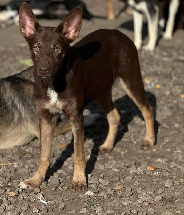 Красотка щенок девочка Мери Стерилизована
