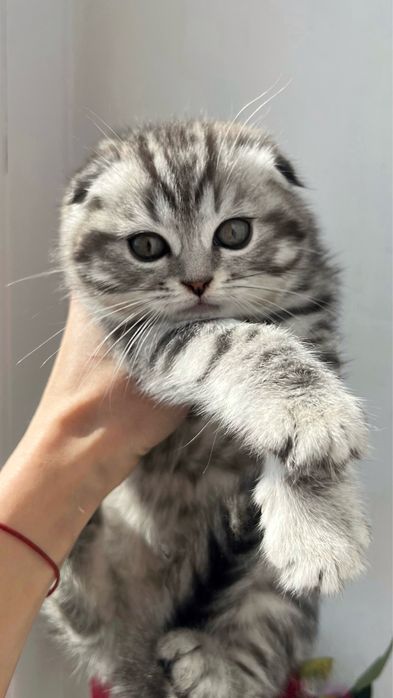 Шотландький висловухий котик, кошенята, котики