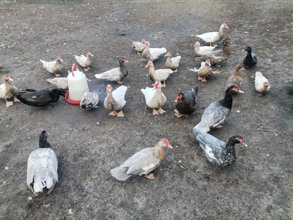 Kaczki francuskie pełnobarwne