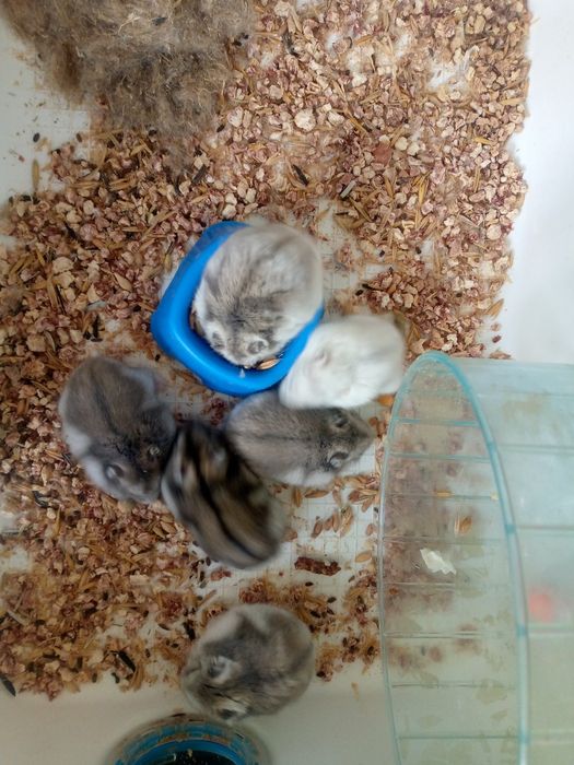 Джунгарик Кременчуг