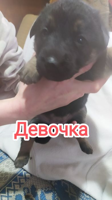 Продам щенков овчарки (ГОТОВЯТСЯ К ПРОДАЖЕ)