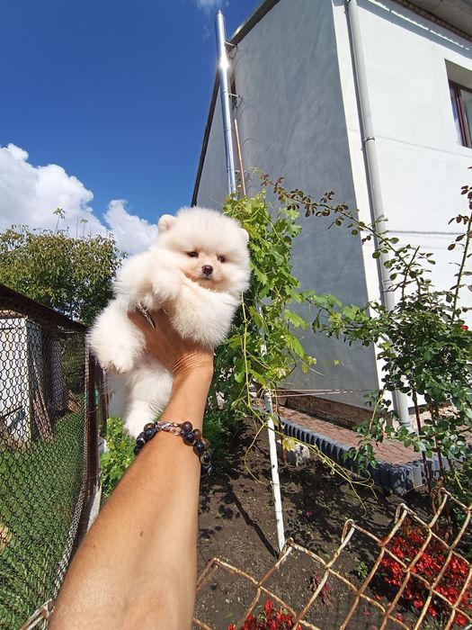 Дуже гарний хлопчик міні мішутки Львів.