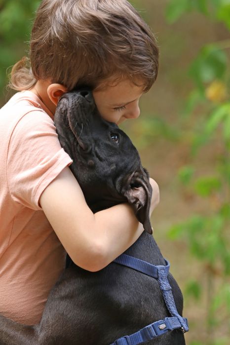 Цуценята та молоді Американські пітбулі.