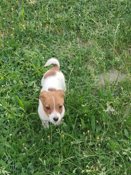 Jack Russell Terrier