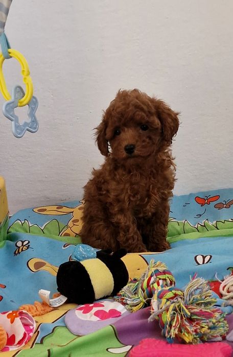 Pudel toy,  suczka,  red-brown