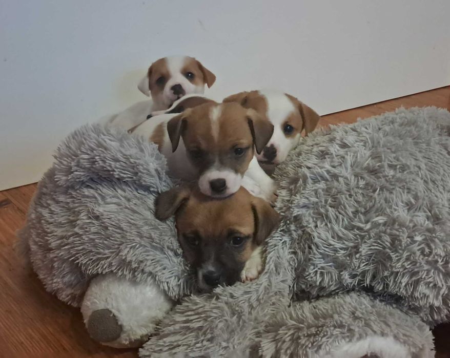 Jack Russell Terrier