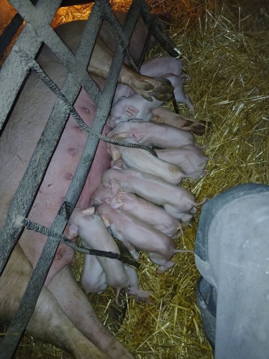 Loszki świeżo zaproszone 8-10szt