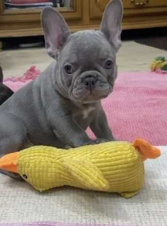 девочки и мальчики голубого (solid) и лилового(solid) окраса