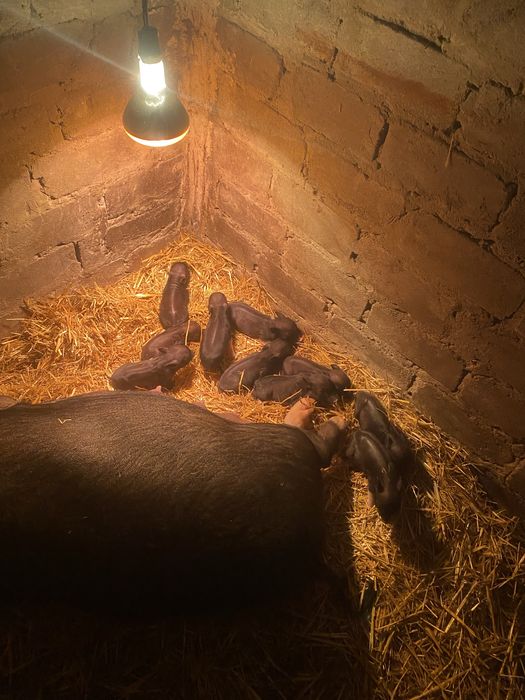 Вьетнамские поросята бронь