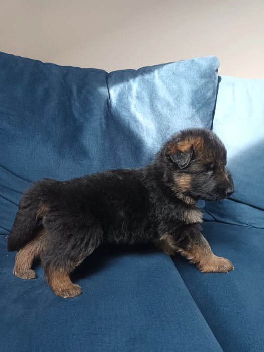 Owczarek niemiecki długowłosy szczeniak pies KHRON