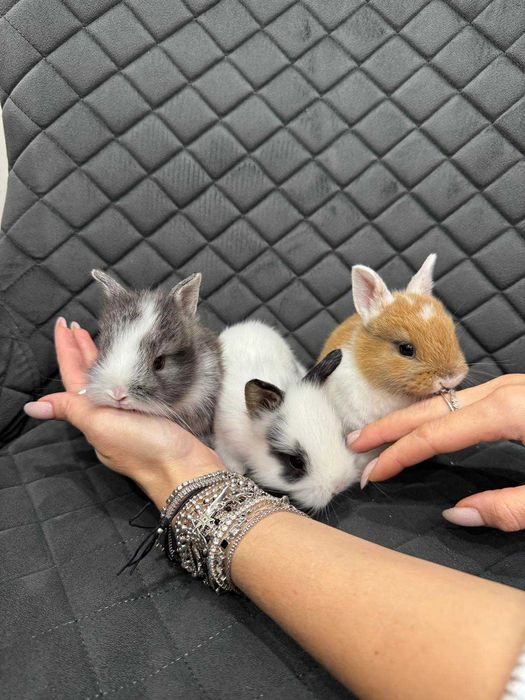 Мінілоп карликовий коротковухий кролик мікро