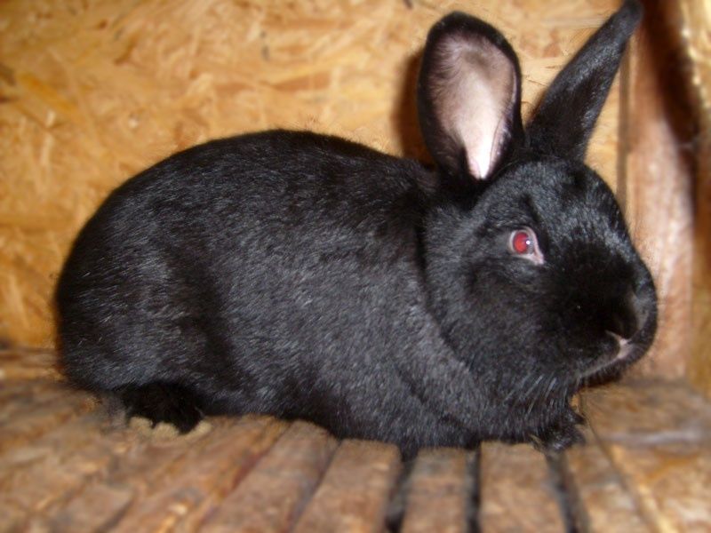 Króliki nowozelandzkie czarne
